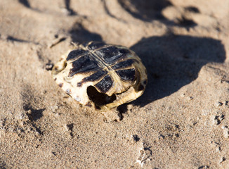 tortoise