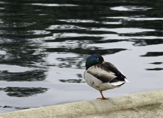 Mallard Resting on One Leg 