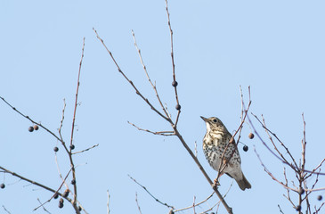 Song Thrush (Turdus philomelos)