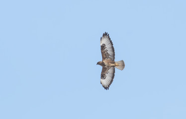 Common Buzzard (Buteo buteo)