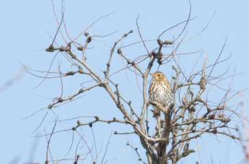 Song Thrush (Turdus philomelos)