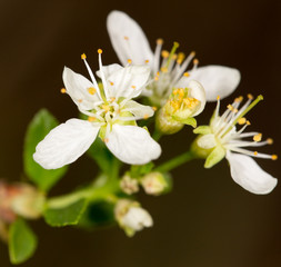bee on a white flower in nature. close-up