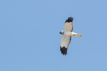Hen Harrier (Circus cyaneus)