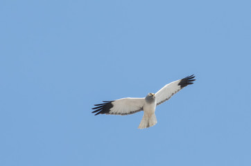 Hen Harrier (Circus cyaneus)