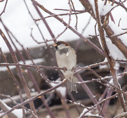 Sparrow winter nature