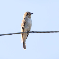 Sparrow on a wire
