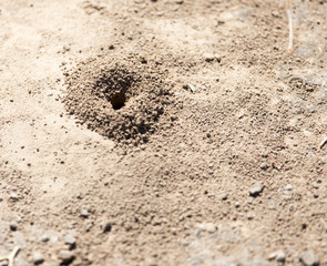 Close-up image of anthill in soil