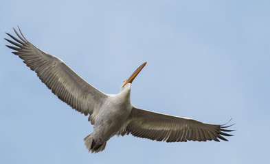 Dalmatian Pelican (Pelecanus crispus)