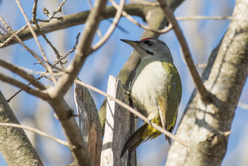 Grey-headed Woodpecker (Picus canus)