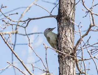 Grey-headed Woodpecker (Picus canus)