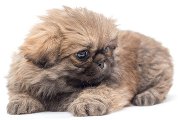 Beautiful little fluffy puppy on a white background