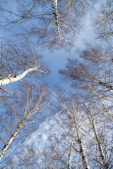 birch against the blue sky