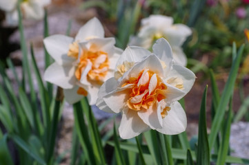 Naklejka na ściany i meble Narzissen Replete - Daffodil is called Replete