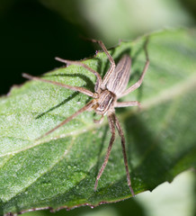 spider in nature
