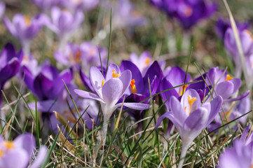 Krokus - Crocus flowers in spring