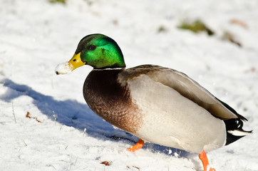 Mallard Duck Showing Off its Snow Covered Bill