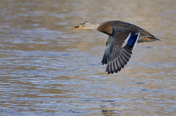 Mallard Duck Flying Low Over the River