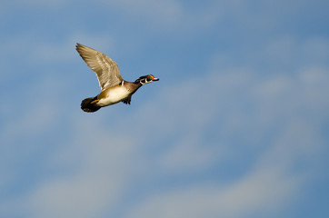 Male Wood Duck Flying in a Blue Sky