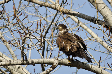 Proud Young Bald Eagle Perched in a Winter Tree