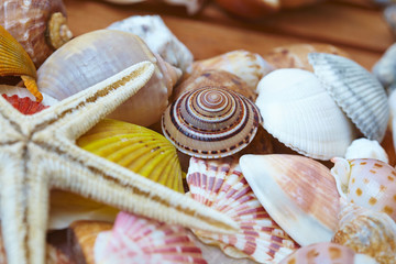 different shells