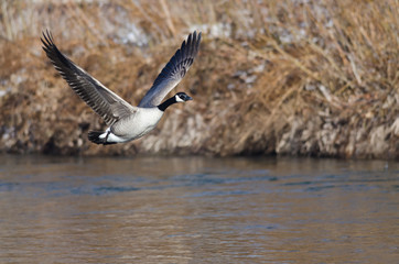 Canada Goose Flying Low Over the River