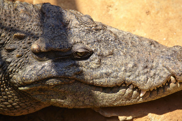 Crocodile