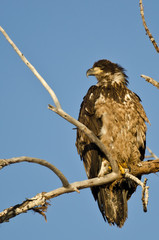 Young Bald Eagle Perched High in a Barren Tree