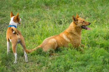 Two dogs watching in spring grass. One is basenji, another - half-breed dog