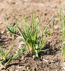 green onions growing in the garden