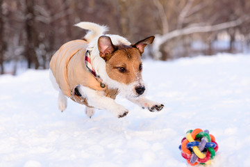Dog jumping on a toy