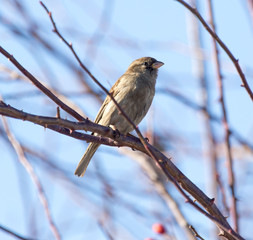 Sparrow on a tree against the blue sky