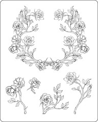 isolated black and white roses on a branches