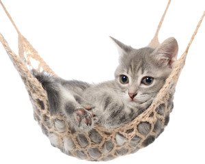 Naklejka na ściany i meble Cute striated kitten sleep in hammock