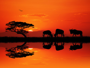 Obraz na płótnie Canvas wildebeest silhouette at sunset