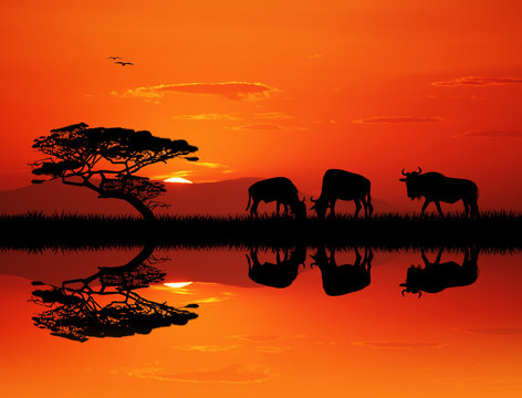 wildebeest silhouette at sunset