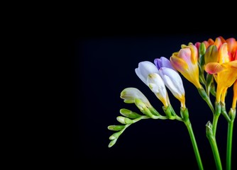 Beautiful freesia flowers bouquet isolated on black