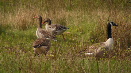 Wildgänse auf der Wiese