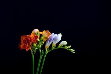 Beautiful freesia flowers bouquet isolated on black