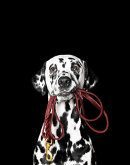 Dalmatian is holding the leash in its mouth - 103050777