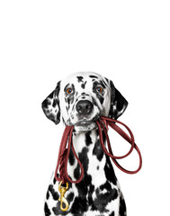 Dalmatian is holding the leash in its mouth - 103050789