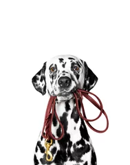 Papier Peint photo Chien Dalmatian is holding the leash in its mouth