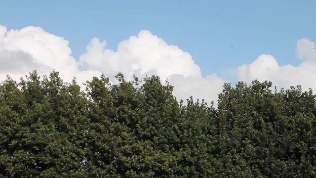 siepe al vento