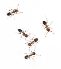 ants on a white wall