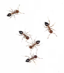 Fotobehang ants on a white wall © schankz