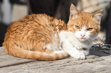 portrait of a cat in nature