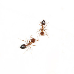 ants on a white wall. macro