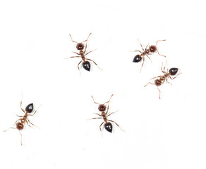 ants on a white wall. macro