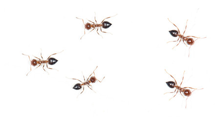 ants on a white wall. macro