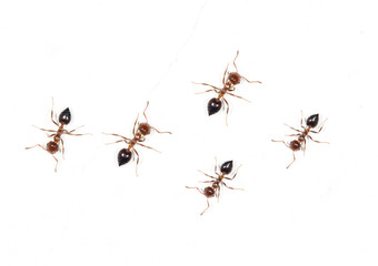 ants on a white wall. macro
