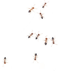 ants on a white wall. macro
